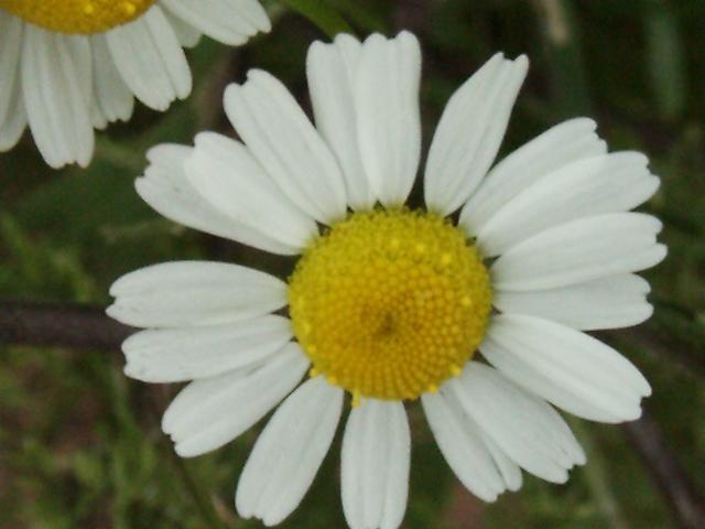 Fotky: He�m�nek L�ka�sk�, Prav� (foto, obrazky)