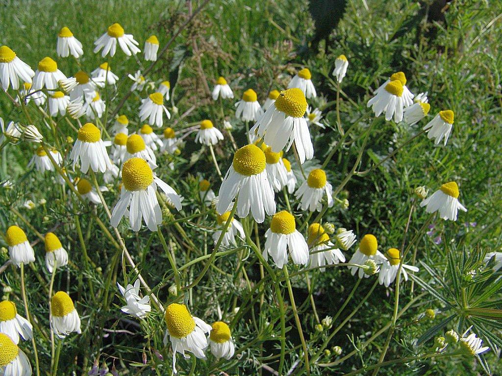 Foto: He�m�nek L�ka�sk�, Prav�