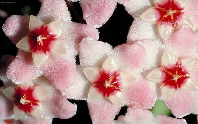 Foto: Hoja, voskovka