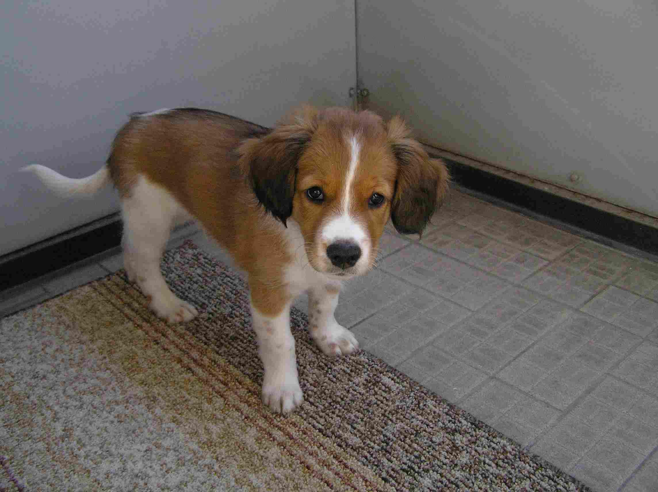 Fotky: Holandsk� kachn� pes (foto, obrazky)