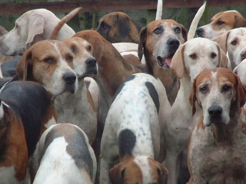 Fotky: Honi�i (foto, obrazky)