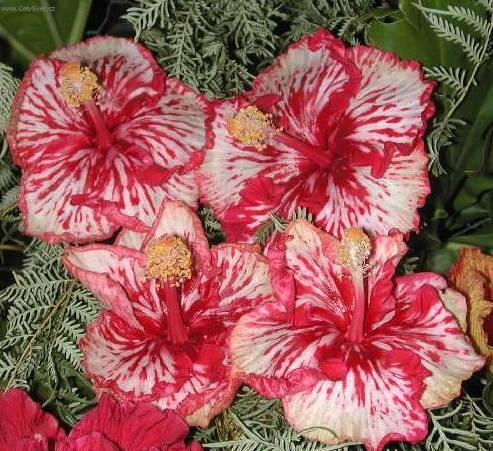 Fotky: Ibi�ek ��nsk� (foto, obrazky)