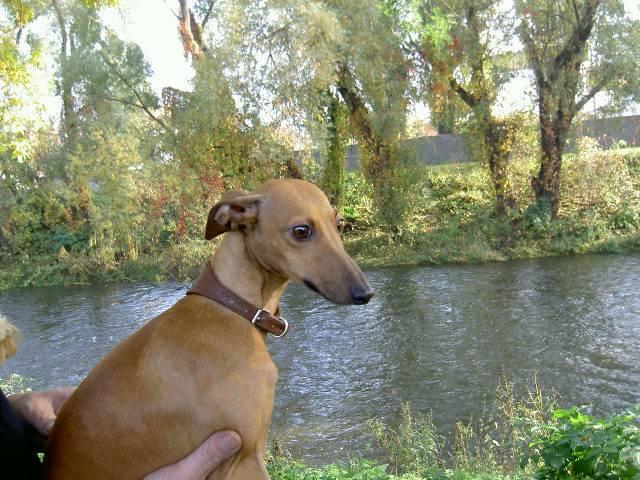 Fotky: Italsk� chrt�k (foto, obrazky)