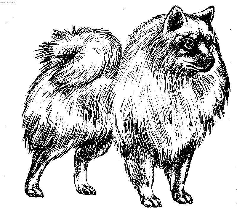 Fotky: Italsk� volpino (foto, obrazky)