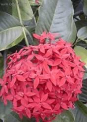 Foto: Ixora �arlatov�