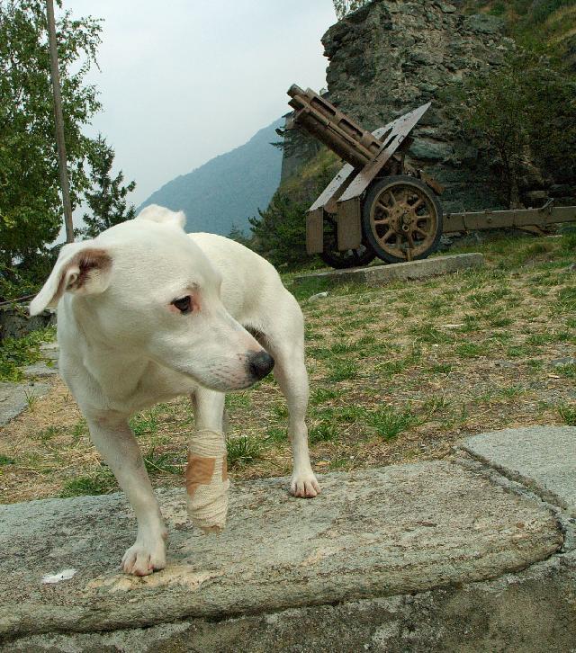 Fotky: Jack Russel�v Teri�r (foto, obrazky)