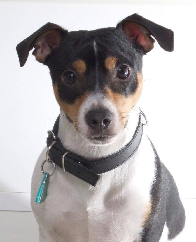 Fotky: Jack Russel�v Teri�r (foto, obrazky)