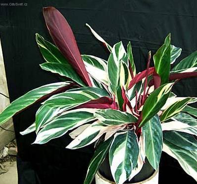 Fotky: Jelen� jazyk (foto, obrazky)