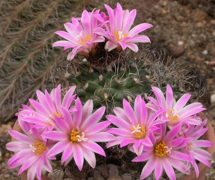 Foto: Kaktus Gymnocalycium