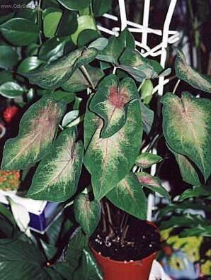 Foto: Kaladium, ��ovn�k