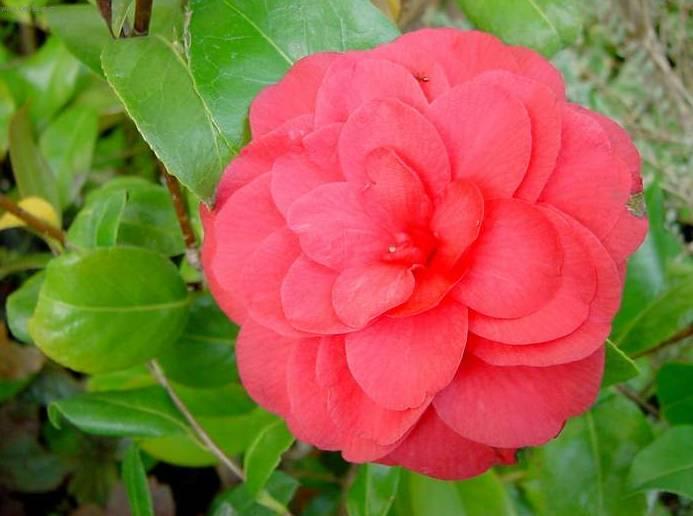 Fotky: Kam�lie (foto, obrazky)