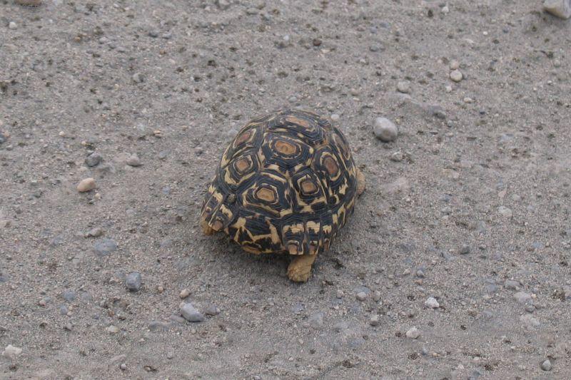 Fotky: Ke�a (cestopis) (foto, obrazky)