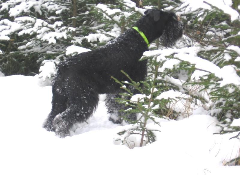 Fotky: Kn�ra� velk� (foto, obrazky)