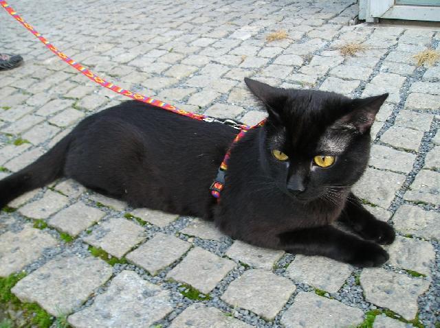 Fotky: Ko�ka dom�c� (foto, obrazky)