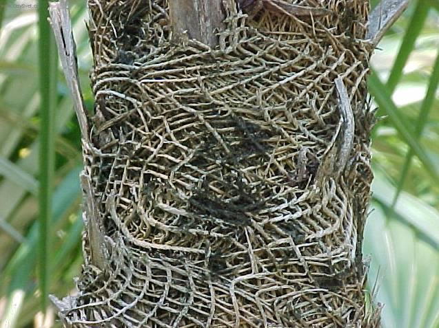 Fotky: Kokosov� palma, kokosovn�k (foto, obrazky)