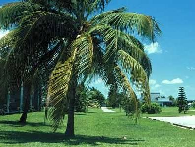 Fotky: Kokosov� palma, kokosovn�k (foto, obrazky)