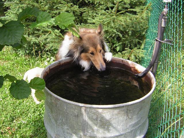 Foto: Kolie dlouhosrst�-Moje kolie. Majitelka: Michaela