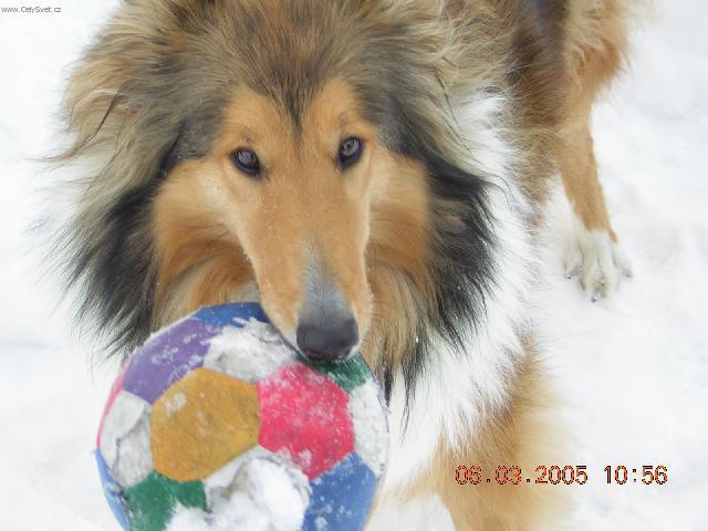 Foto: Kolie dlouhosrst�-Moje kolie. Majitelka: Michaela