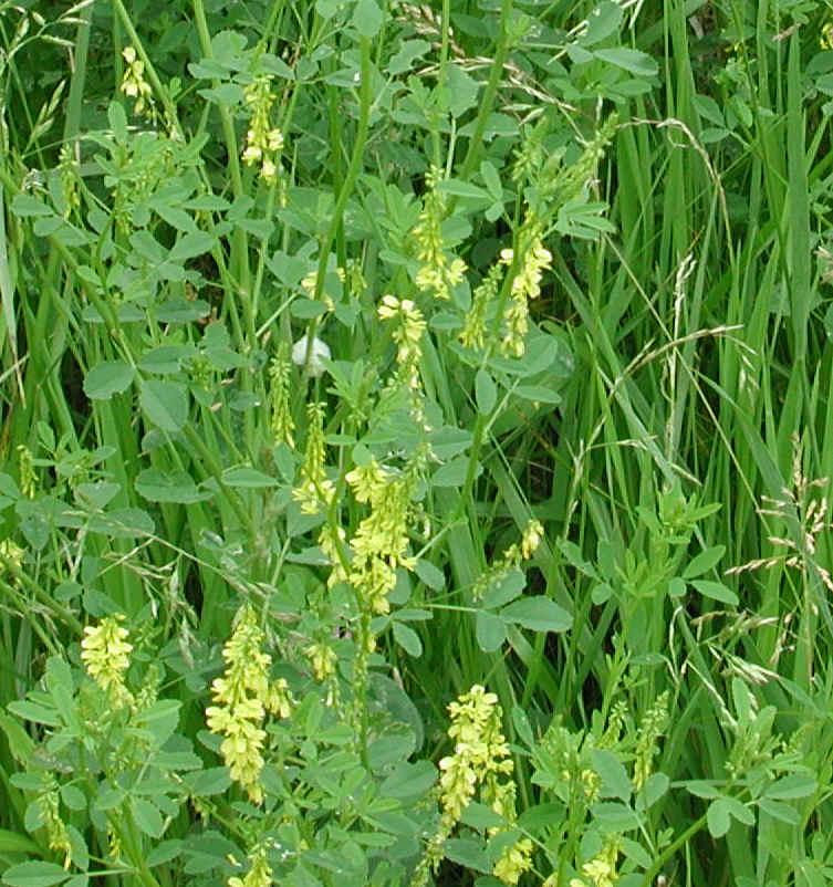 Foto: Komonice L�ka�sk�