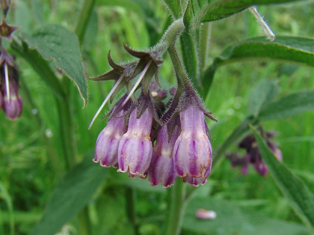 Fotky: Kostival L�ka�sk� (foto, obrazky)