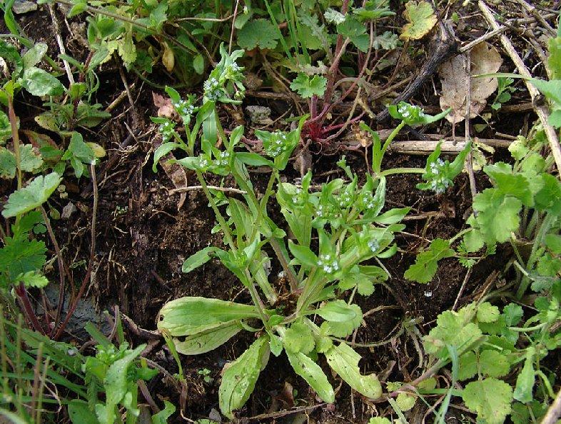 Foto: Kozl��ek poln�, Poln��ek