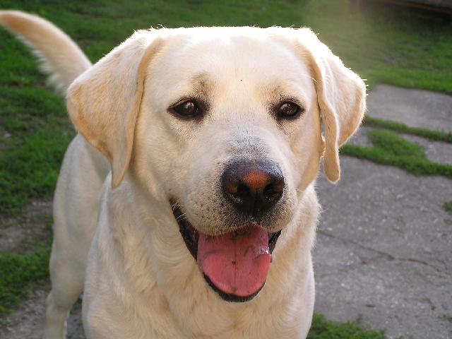 Fotky: Labradorsk� retr�vr (foto, obrazky)