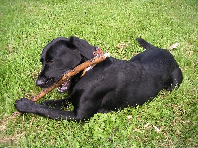 Fotky: Labradorsk� retr�vr (foto, obrazky)