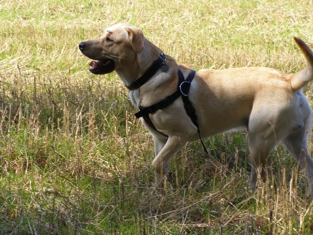 Fotky: Labradorsk� retr�vr (foto, obrazky)
