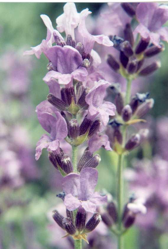 Fotky: Levandule L�ka�sk� (foto, obrazky)