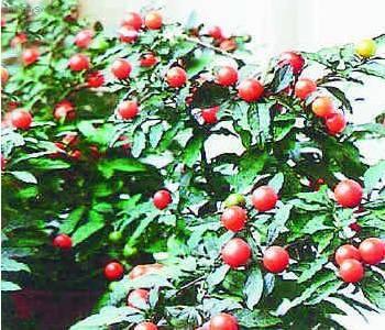 Foto: Lilek ozdobn�