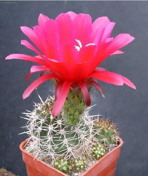 Fotky: Lob�vie (foto, obrazky)