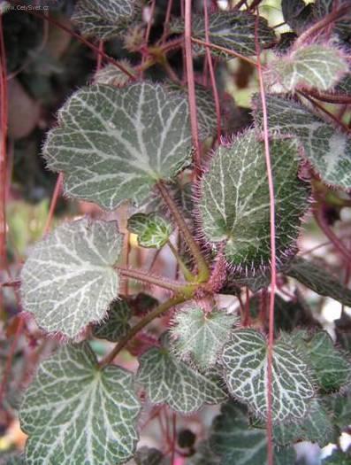 Foto: Lomik�men v�b�kat�