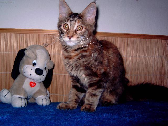 Foto: Mainsk� m�val� ko�ka-chov.stanice BURCOON.cz ( petaburdova@seznam.cz)