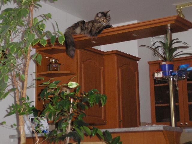 Foto: Mainsk� m�val� ko�ka-Main coon doma... Majitelka: L��a