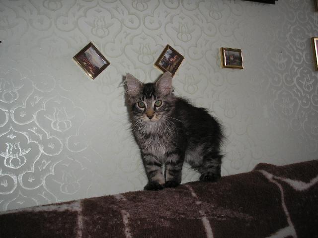Foto: Mainsk� m�val� ko�ka-Main coon doma... Majitelka: L��a