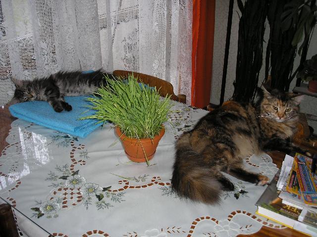 Foto: Mainsk� m�val� ko�ka-Main coon doma... Majitelka: L��a