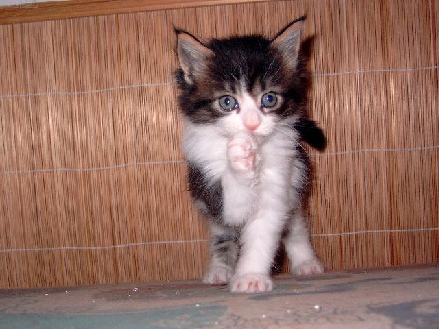 Foto: Mainsk� m�val� ko�ka-chov.stanice BURCOON.cz ( petaburdova@seznam.cz)
