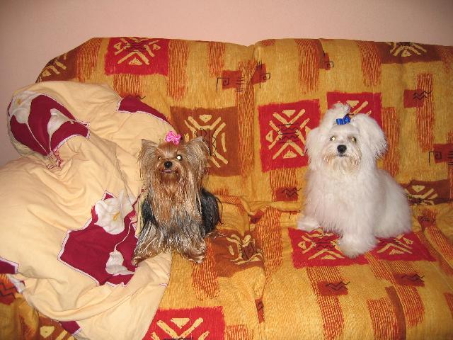 Fotky: Malt�z��ek, Malt�zsk� ps�k (foto, obrazky)