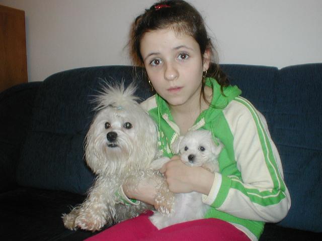 Fotky: Malt�z��ek, Malt�zsk� ps�k (foto, obrazky)