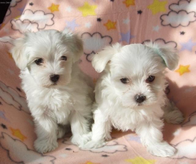 Fotky: Malt�z��ek, Malt�zsk� ps�k (foto, obrazky)