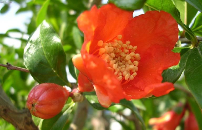 Fotky: Marhan�k, gran�tovn�k obecn� (foto, obrazky)