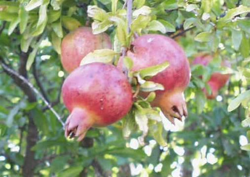 Foto: Marhan�k, gran�tovn�k obecn�