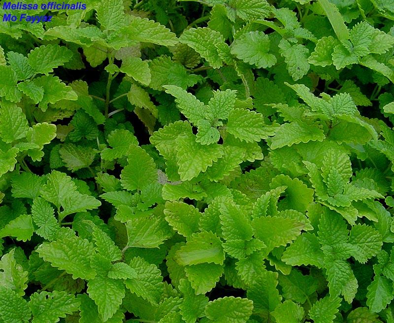 Fotky: Medu�ka L�ka�sk� (foto, obrazky)