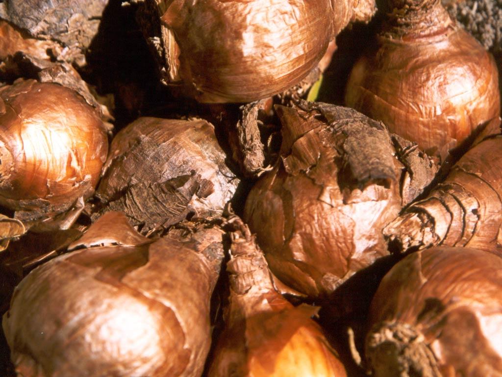 Foto: Mno�en� rostlin