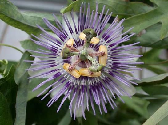 Fotky: Mu�enka (foto, obrazky)