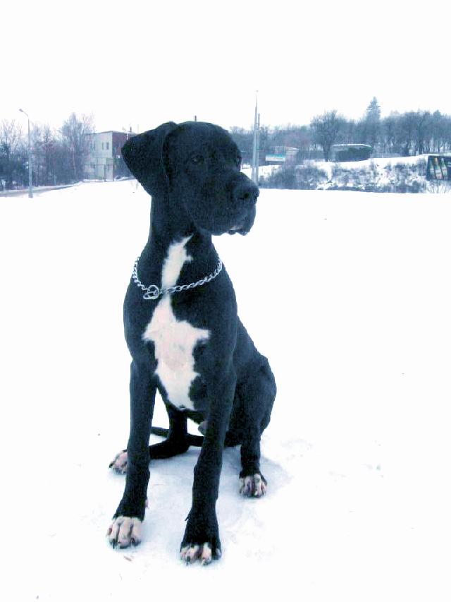 Foto: N�meck� doga-Majitel: ROMAN (ponnyArt@seznam.cz)