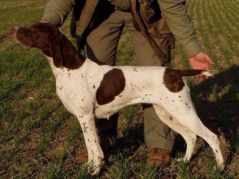 Fotky: N�meck� dr�tosrst� oha� (foto, obrazky)