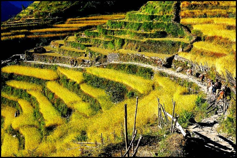 Fotky: Nep�l (foto, obrazky)