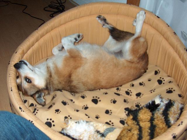 Fotky: Norsk� lundehund (foto, obrazky)