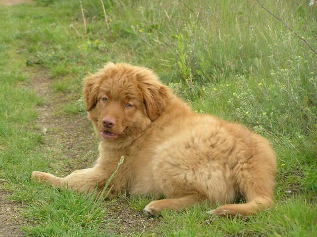 Foto: Novoskotsk� retr�vr-Folok a Christopher Sv. Huberta - Whiskey a Tennessee. Majitelka: Veronika Ohl�dalov�